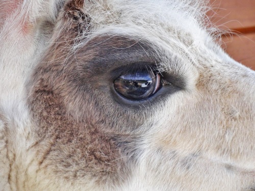 Des lamas à Chamesson