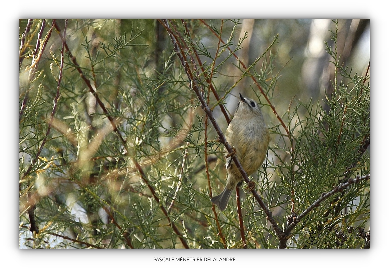L'amoureux des Tamaris...