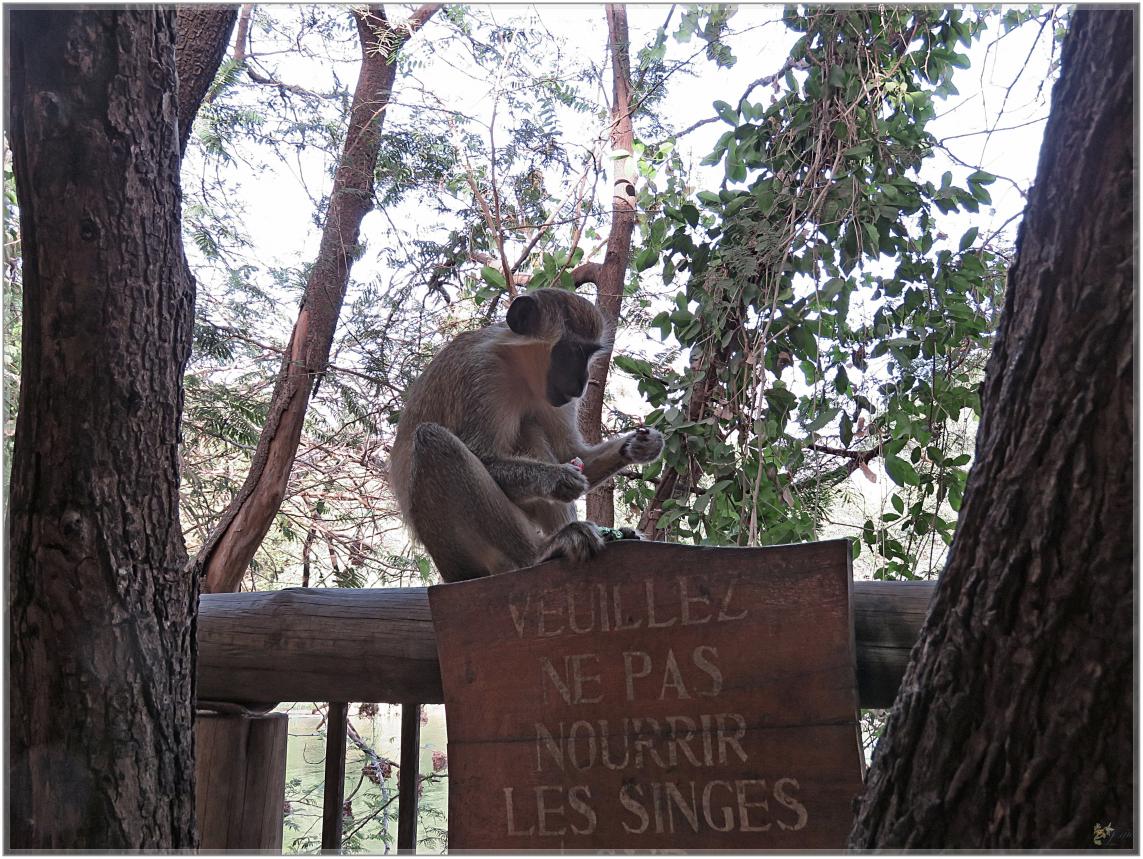 BOUJOUR  LES  SINGES  nov2023