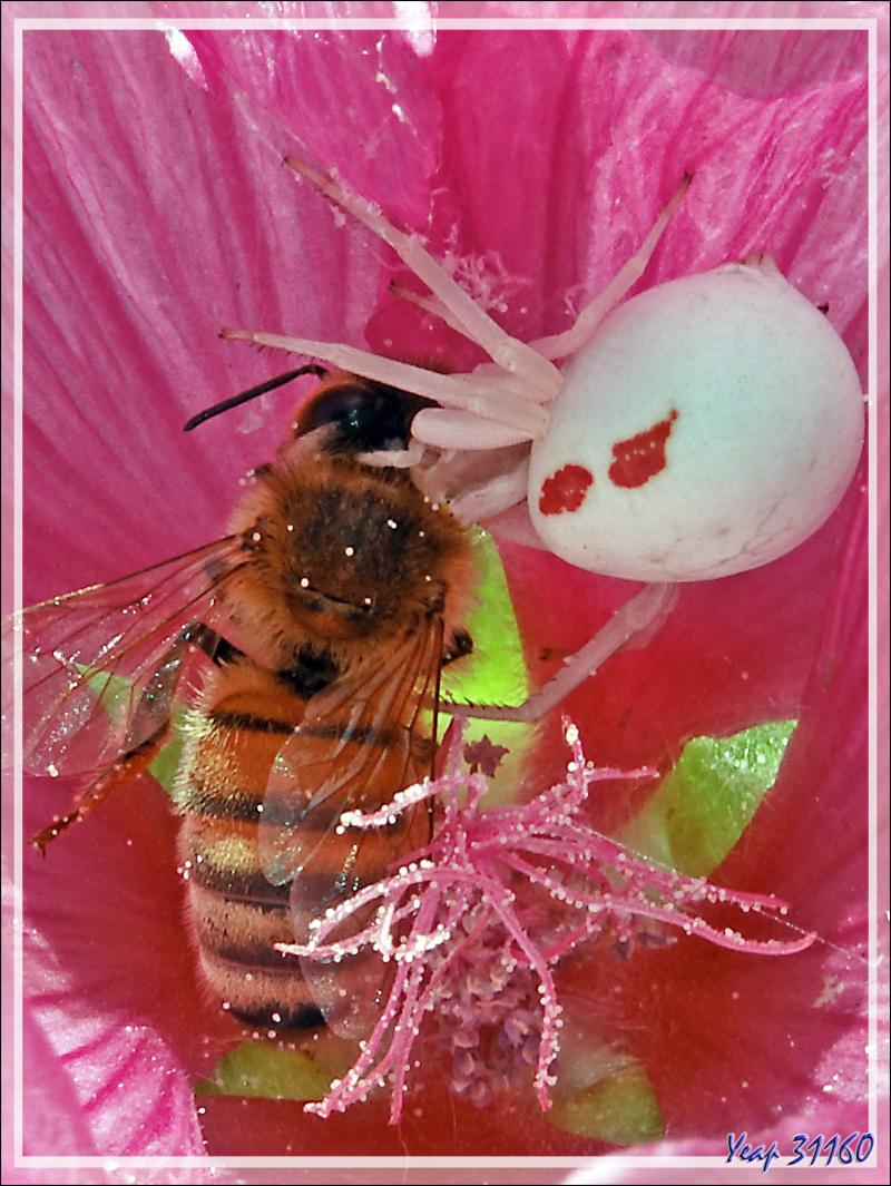 Monsieur et Madame Araignée crabe Thomise variable (Misumena vatia) post copula - Lartigau - Milhas - 31