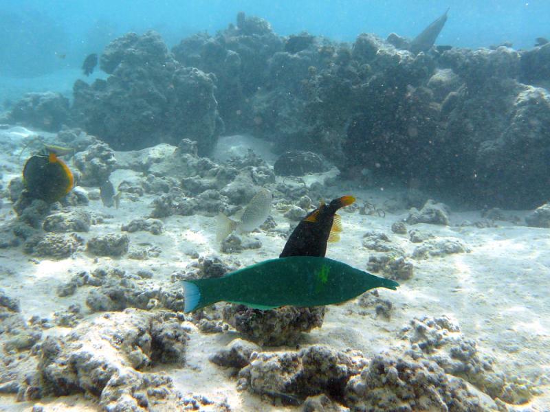 Labre-oiseau - Moorea - Polynésie française