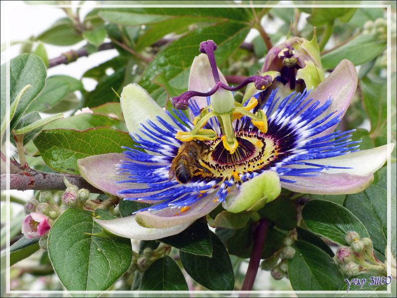 Abeille prise de passion pour une fleur - La Couarde-sur-Mer - Île de Ré - 17