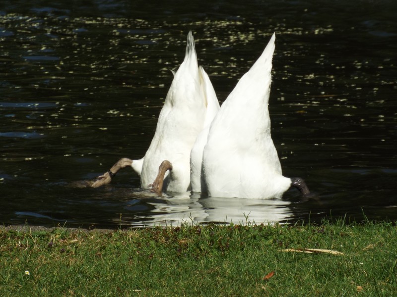 jardin public 