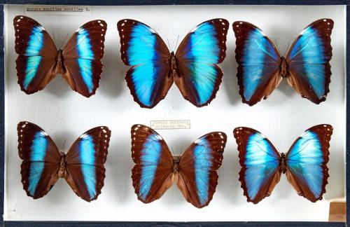 LEPIDOPTERES 5