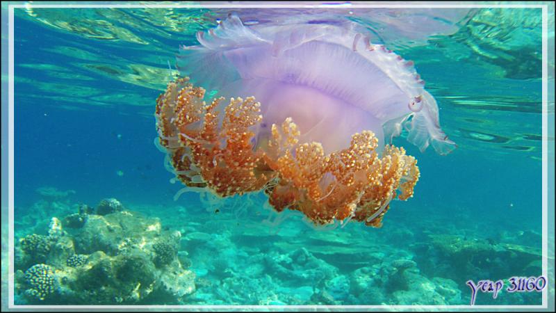 Belle rencontre peut-être un peu dangereuse : une méduse - Snorkeling à Thudufushi - Atoll d'Ari - Maldives