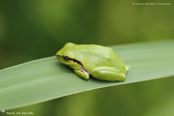 Rainette Méridionale - Hyla meridionalis