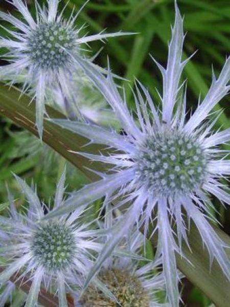 Fleurs cultivées : Panicaut