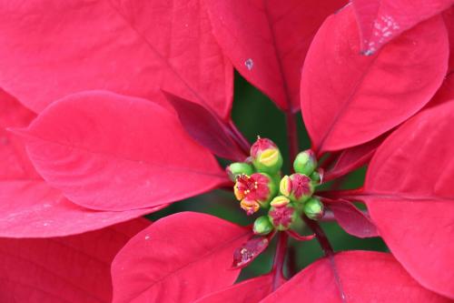 Fleurs cultivées : Poinsettia