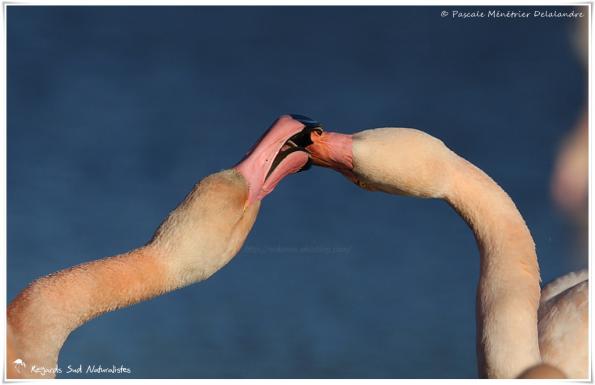 Baisers de Flamants roses
