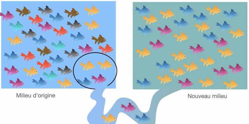 De la Génétique des populations