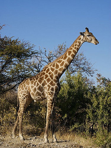 450px-Giraffa_camelopardalis_angolensis.jpg