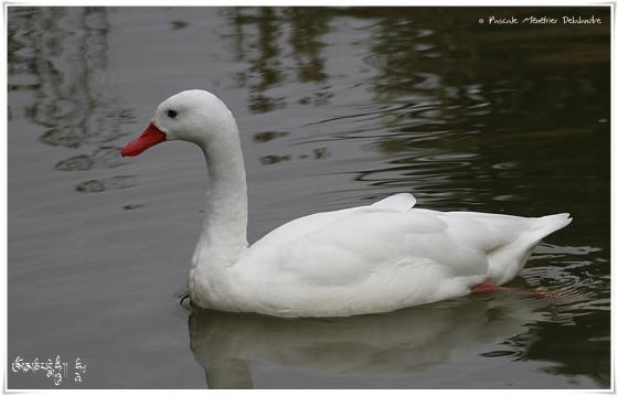 Coscoroba blanc