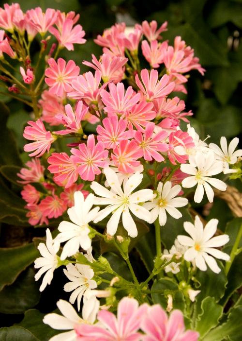 Fleurs cultivées : Lewisia