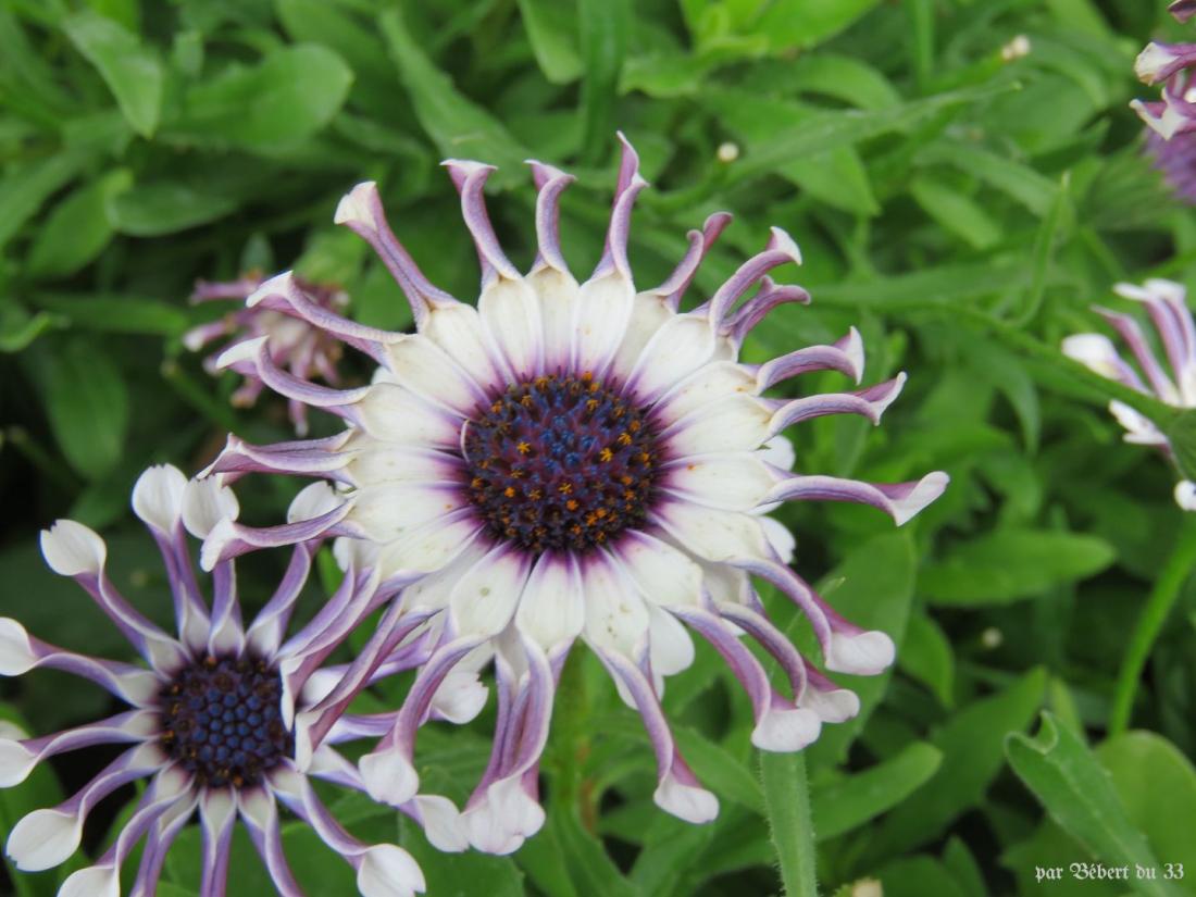 des fleurs à Arnaga (64)