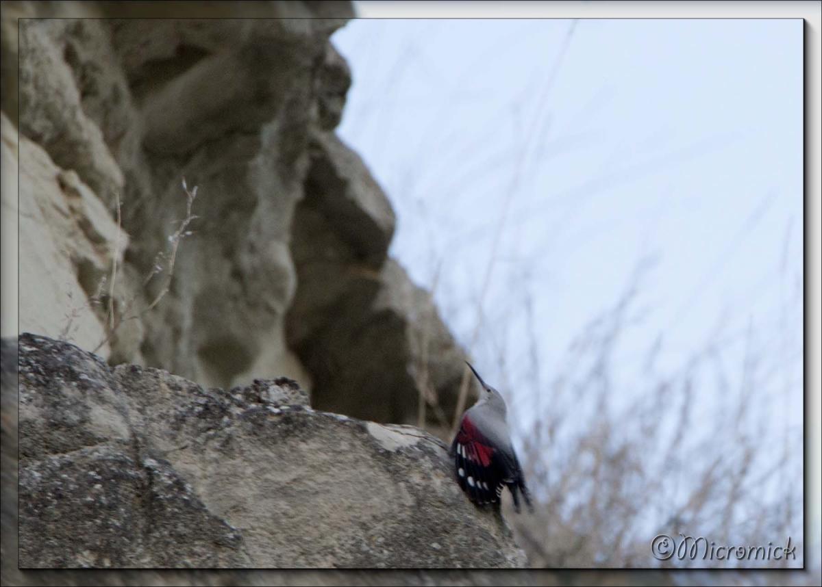 Le tichodrome échelette (Tichodroma muraria - Wallcreeper)