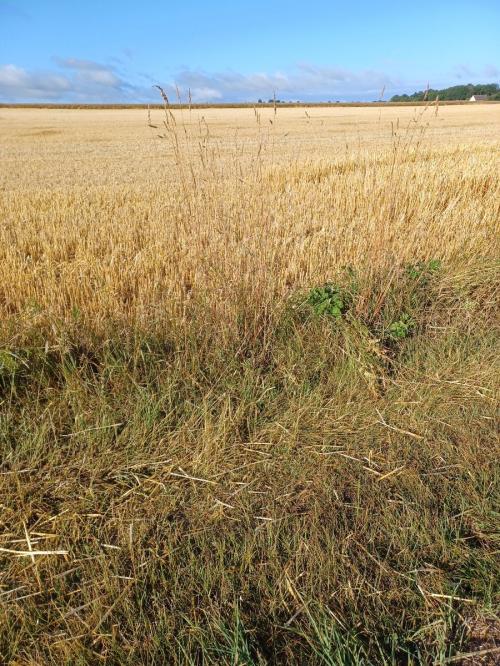 ''... ouvriers courageux et fidèles dans les champs de la moisson'' #tweetHomelie
