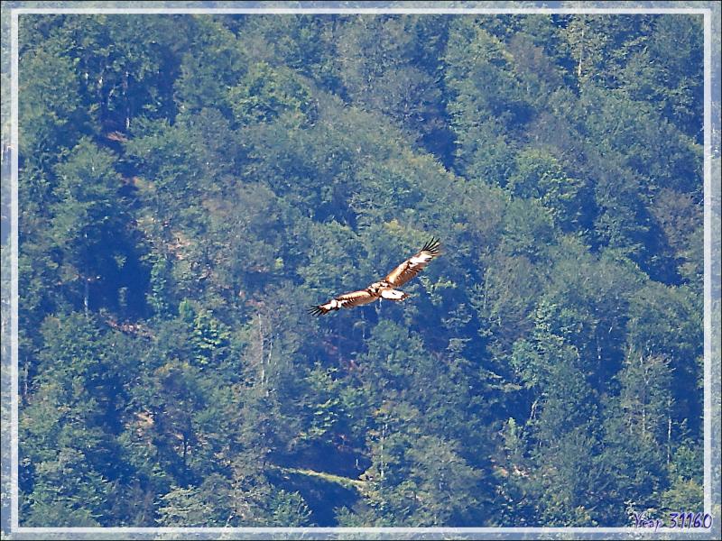 Aigle royal, Golden Eagle (Aquila chrysaetos) vu du  Mail de l'Aigle - Artigue - 31