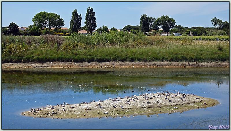 L'îlot aux Sternes pierregarins ou Hirondelles de mer ou Estorlets (Sterna hirundo) - La Couarde-sur-Mer - Île de Ré - 17