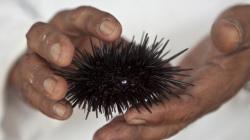 LA METAMORPHOSE DANS LA NATURE