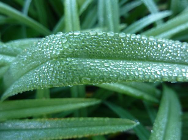 gouttes de pluie ...