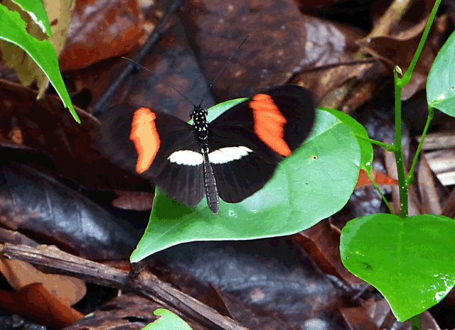 Blog de images-du-pays-des-ours : Images du Pays des Ours (et d'ailleurs ...), Papillon Héliconius Erato - Puerto Viejo de Sarapiqui - Costa Rica