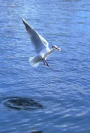 Volent les Mouettes Rieuses