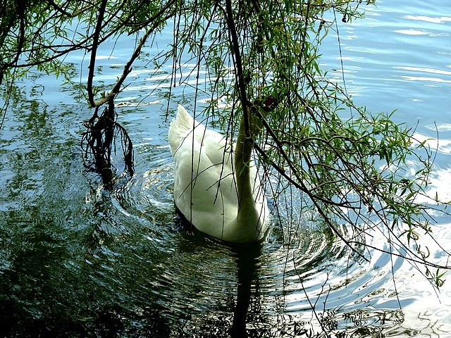 Cygne sur la Moselle 4 Marc de Metz 26 04 2013