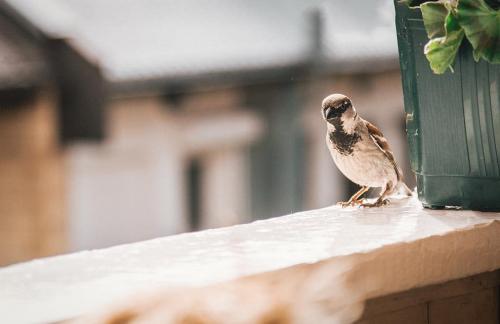 Comment nourrir les oiseaux de son jardin