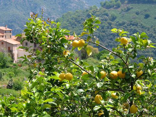 Arbre fruitier  ; Citronnier