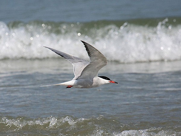 800px-Common-Tern.jpg