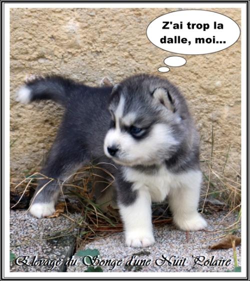 Portée de Lakmé (17 août 2023)