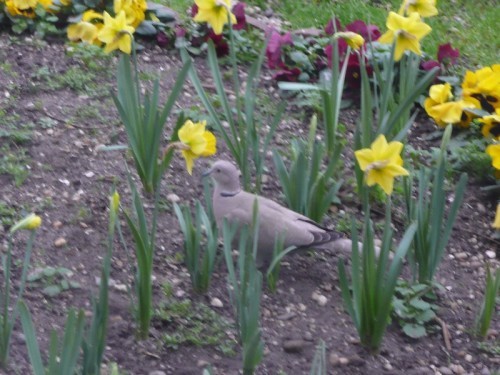oiseaux-jardin-08.JPG