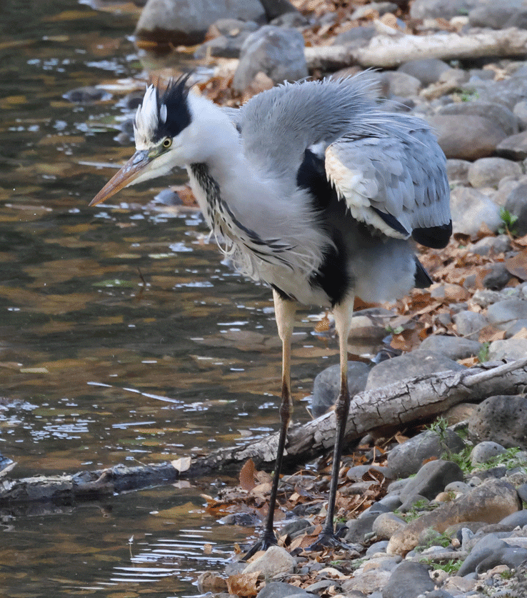 Quelques paires de "gif" à l'Ecopôle du Val d'Allier