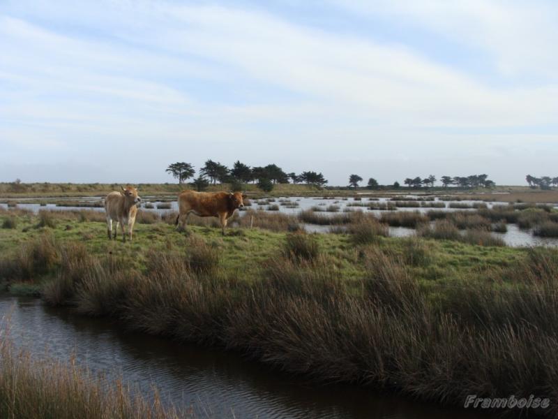Le Polder Sébastopol de Noirmoutier - 2009