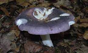 Russules charbonnières (Image Web)