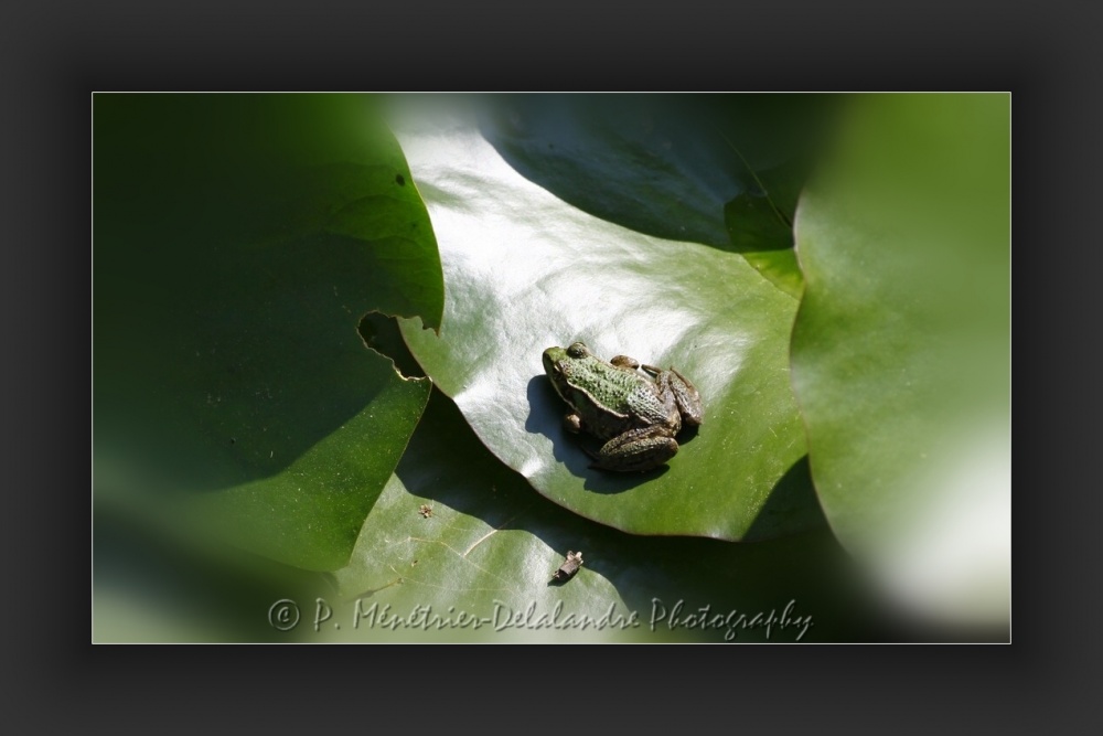 Grenouille Pelophylax sp.