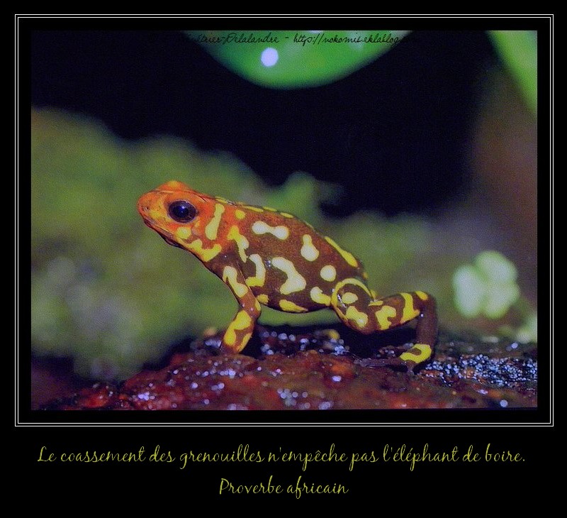 Garnouille (Serre Amazonienne de Montpellier - 34)