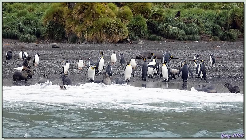 Bien entendu, il y a aussi des Manchots royaux - Cooper Bay - Géorgie du Sud