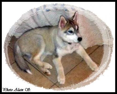 Irko (3 mois)