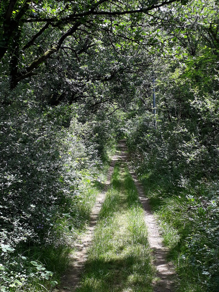 Sentier