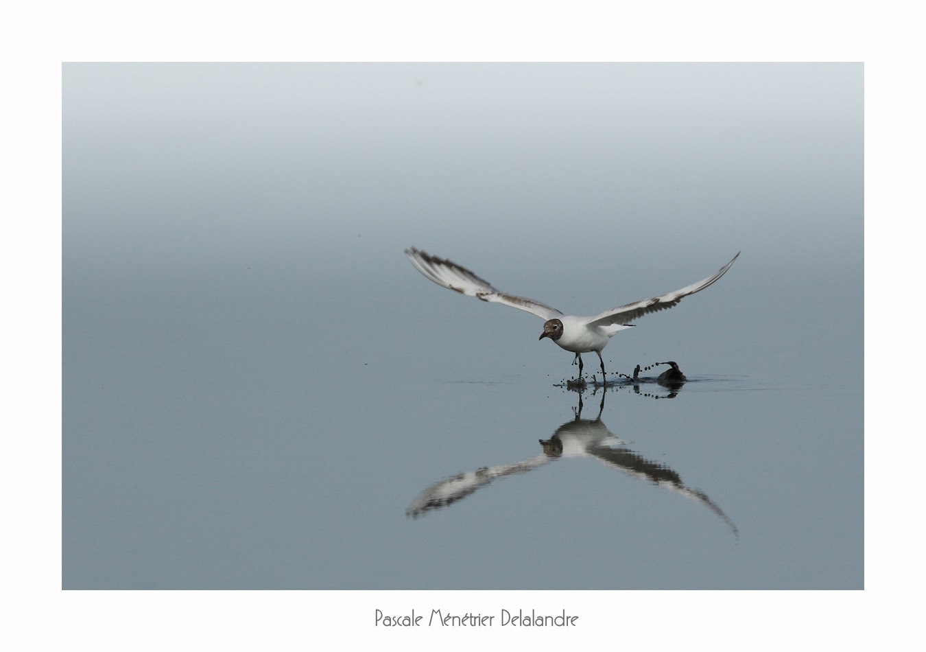 Mouettes rieuses sur le Méjean