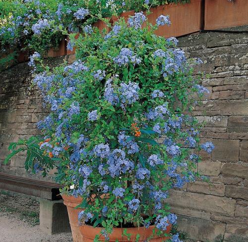 Fleurs cultivées : Plumbago