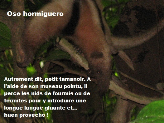 ANIMAUX DU COSTA RICA