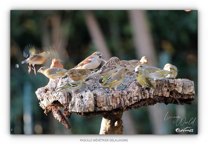 Ils animent les mangeoires du refuge en Janvier.