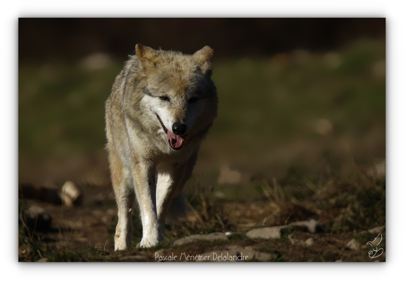 Le "Tamonster" - Tamron Objectif SP 150-600 mm F/5-6,3 Di VC USD (et G2)
