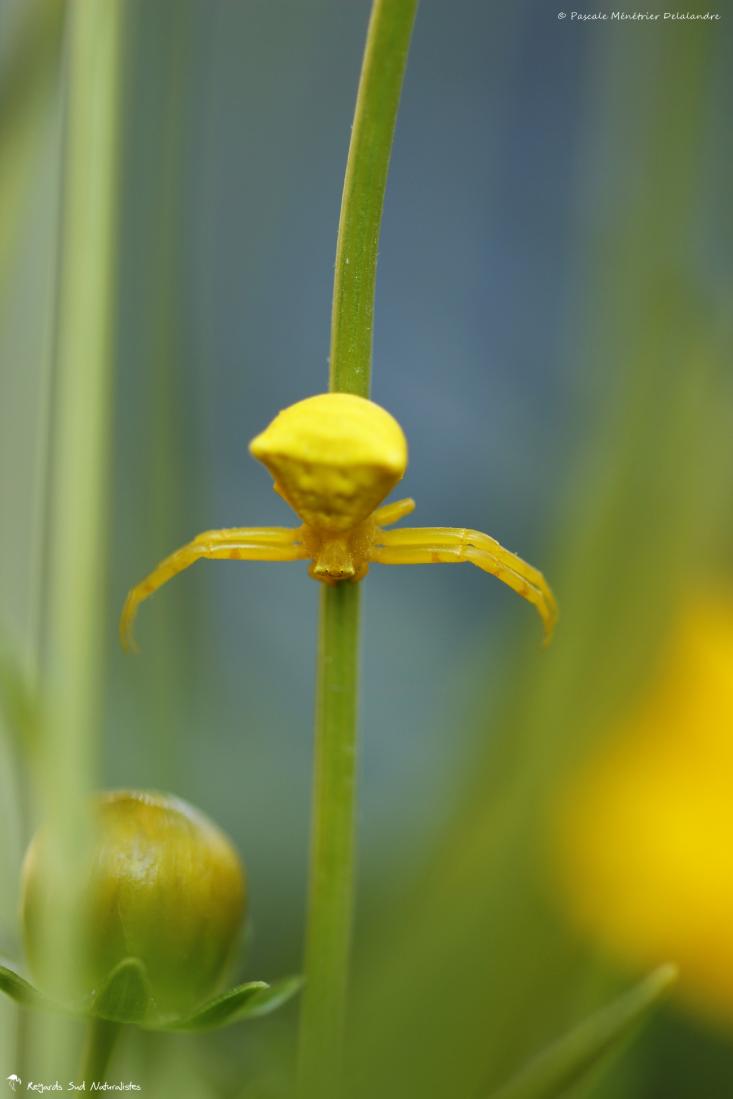 Thomisus onustus  - Thomise enflée