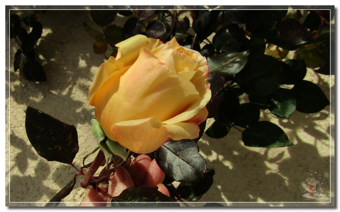 PAS  DE  NOEL  SANS  FLEURS 