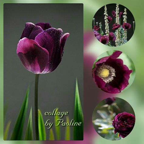 Collages violets