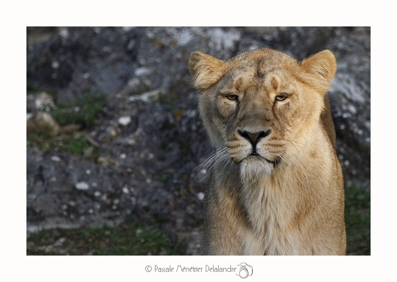 Lionne d'Asie (Panthera leo persica ou Panthera leo sinhaleyus)