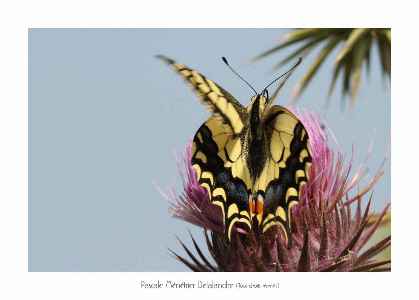 Machaon ou Grand porte-queue